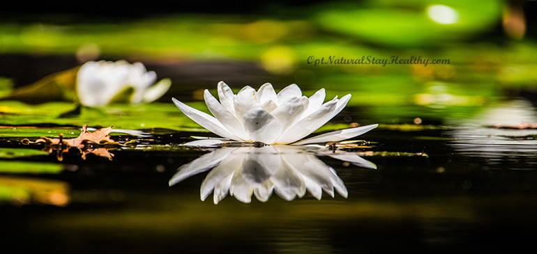 Fancy-Image-of-a-White-Lotus