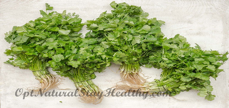 Fancy Image of Coriander