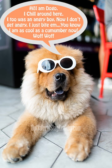 Wisdom Dog- Mr. Dogo