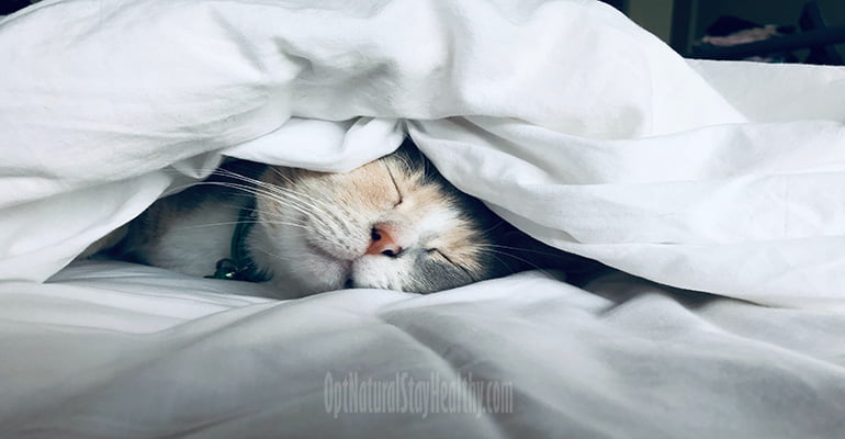 Myths-around-sleep--Cat