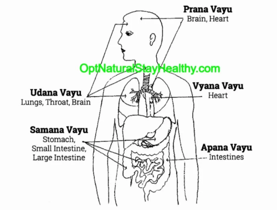 vata dosha type location in body