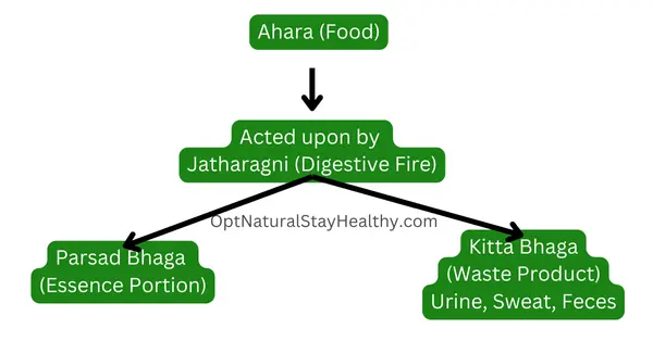 jatharagni acting upon food